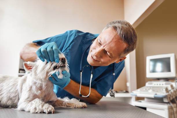 Best Walk-In Dentist Near Me  in Venetian Vlage, IL